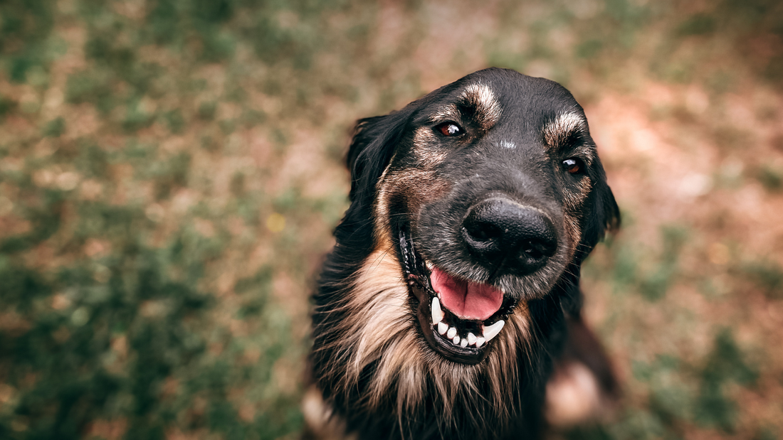 PCR en Perros: La Tecnología que Revoluciona el Diagnóstico de las Principales Enfermedades Caninas